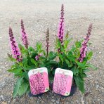 Šalvia hájna (Salvia nemorosa) ´SENSATION ROSE´ - kont. P13